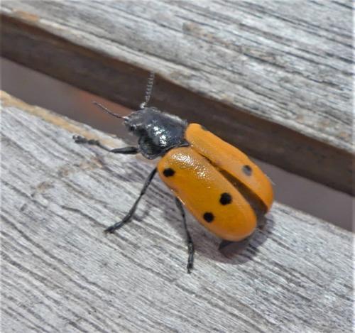 Lachnaia italica